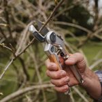 Kent & Stowe Eversharp Anvil Secateurs - Image 2
