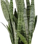 United Nursery Live Sansevieria Zeylanica Houseplant - Image 2