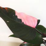 Wild Interiors 12 Tall Pink Princess Philodendron Live Plant - Image 2