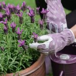 Kent and Stowe Leather Gloves FlutterBugs Purple Sml - Image 3