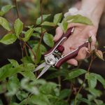 Kent and Stowe Garden Life Pruning Snips - Image 4